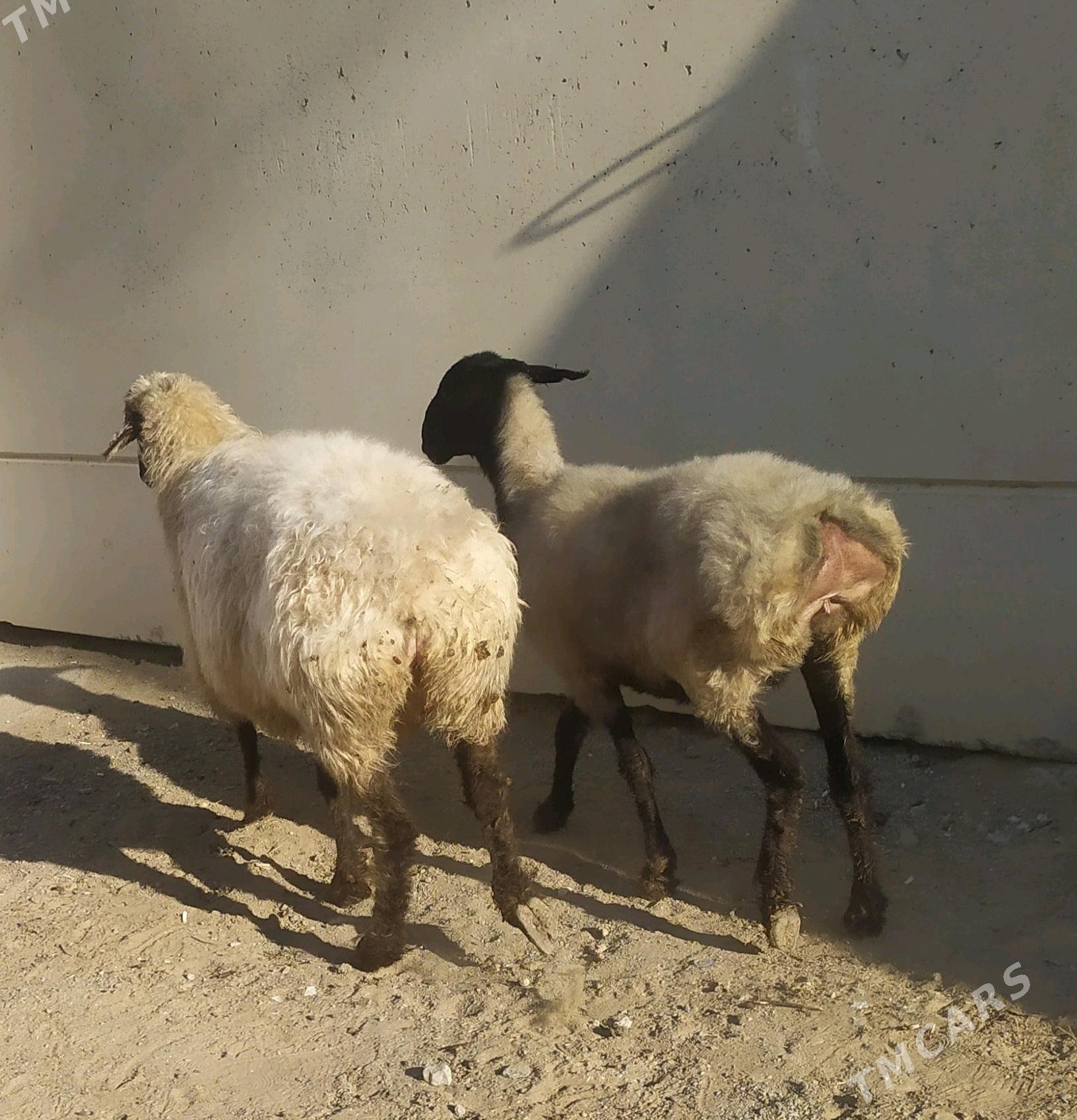 goyun - Ашхабад - img 3