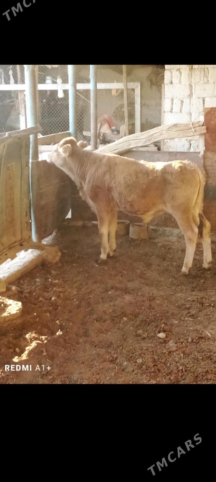 okuz - Gyzylarbat - img 1