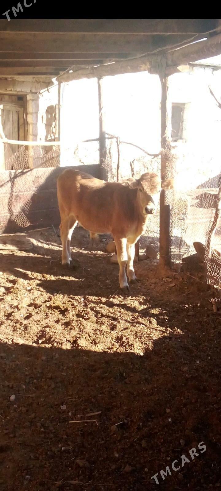 okuz - Gyzylarbat - img 3