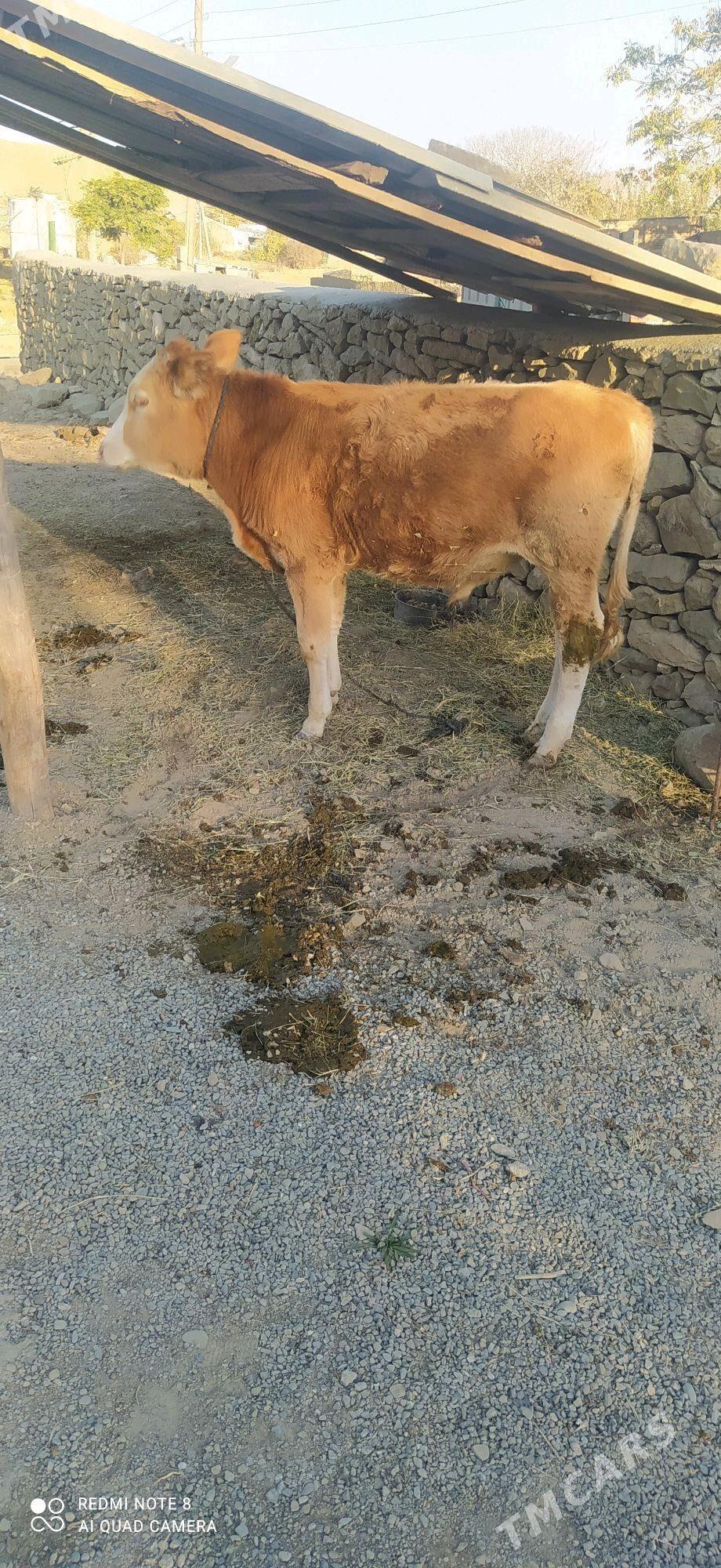 okuz - Bäherden - img 1