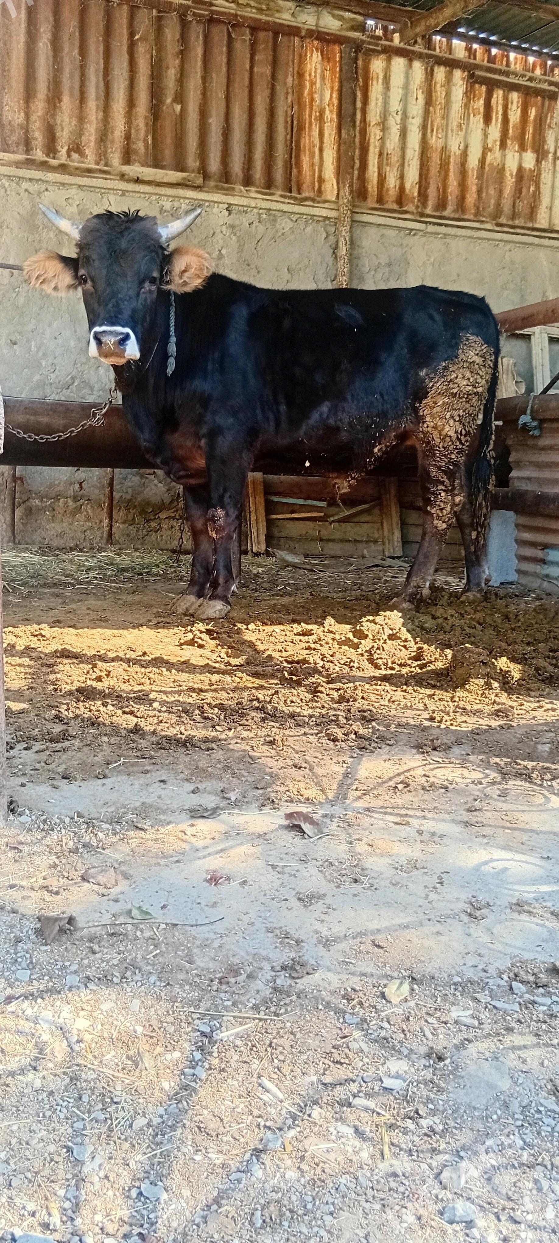 bakylan öküz çekim 90 manat - Бахарден - img 1