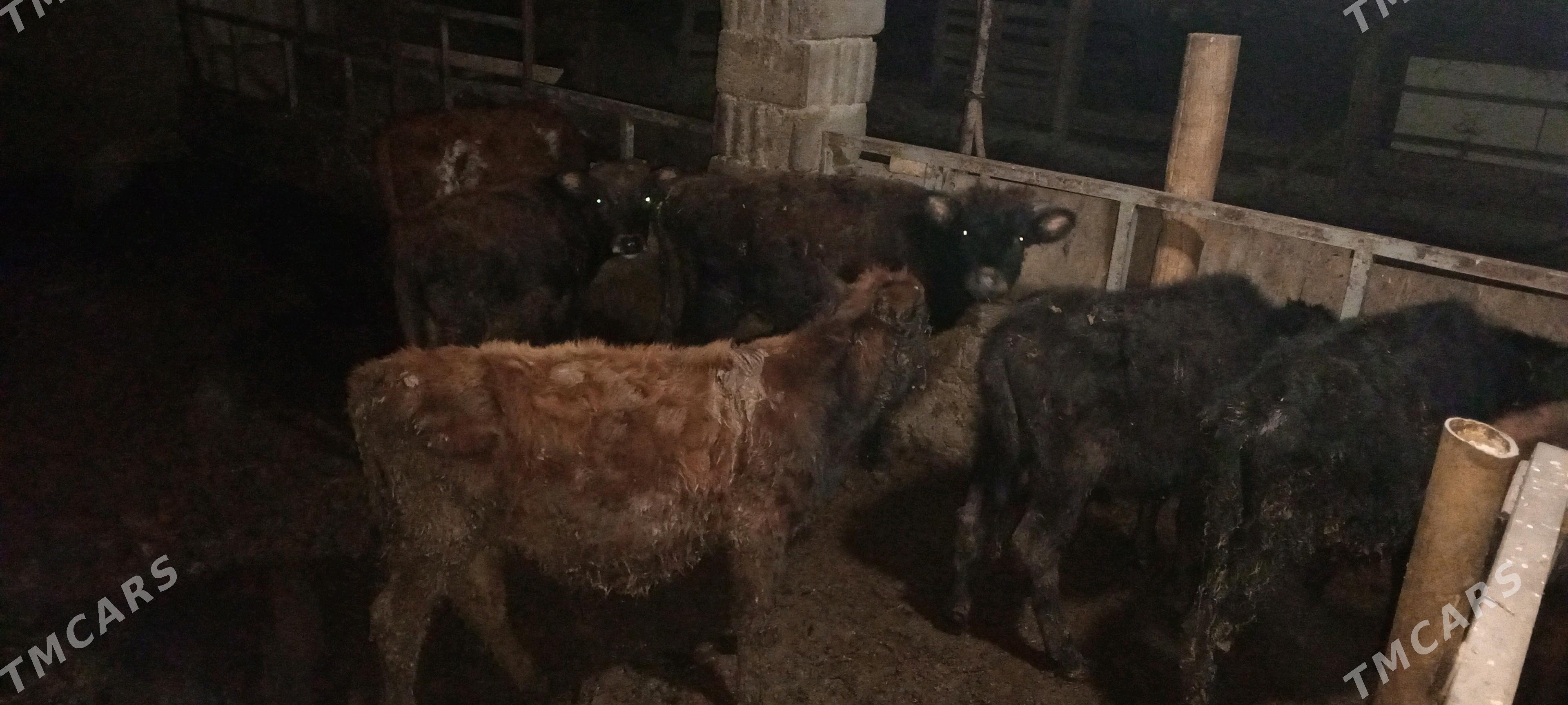 öküz - Gökdepe - img 5