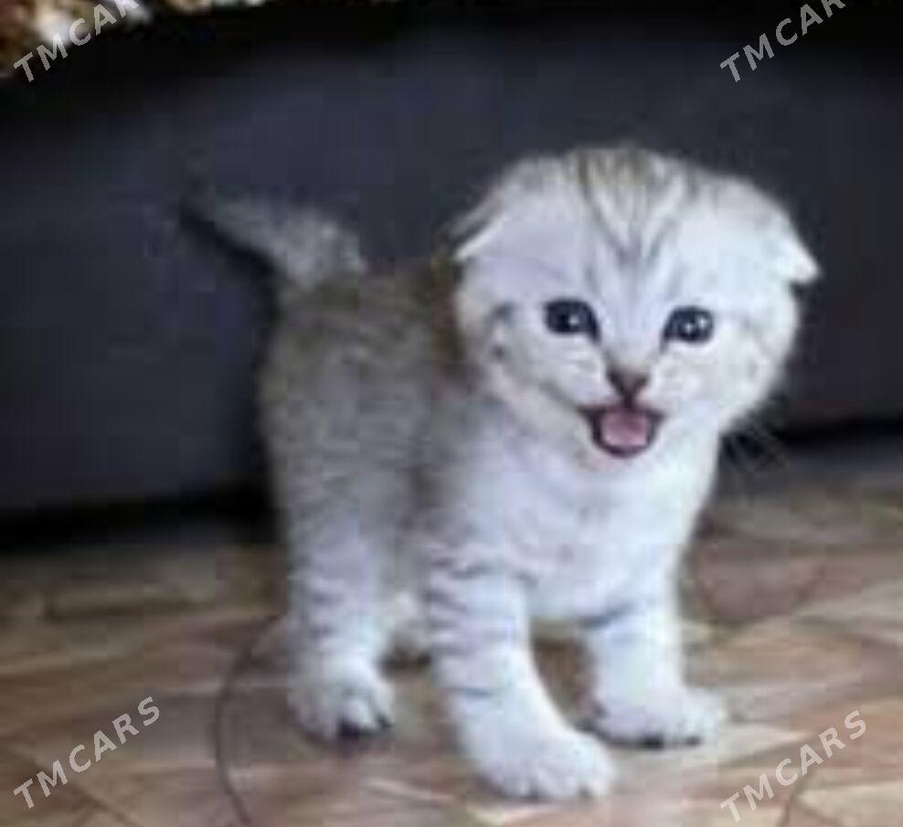 котята skotish - Ашхабад - img 1