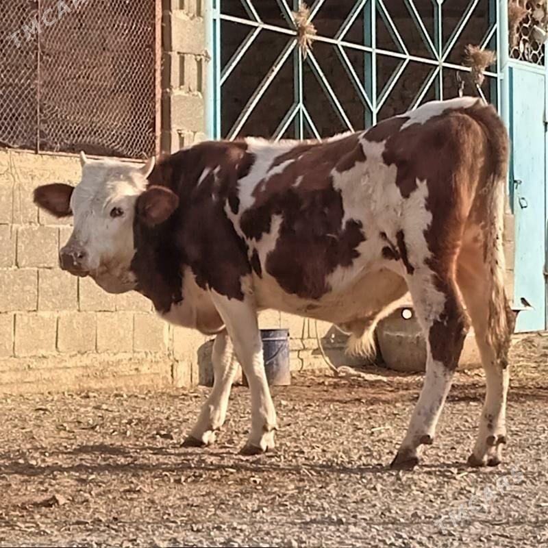  TOHUM OKUZ - Gyzylarbat - img 3