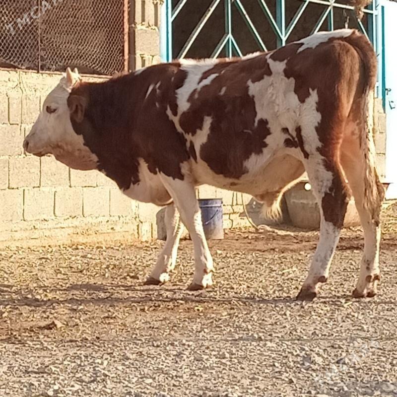  TOHUM OKUZ - Gyzylarbat - img 2