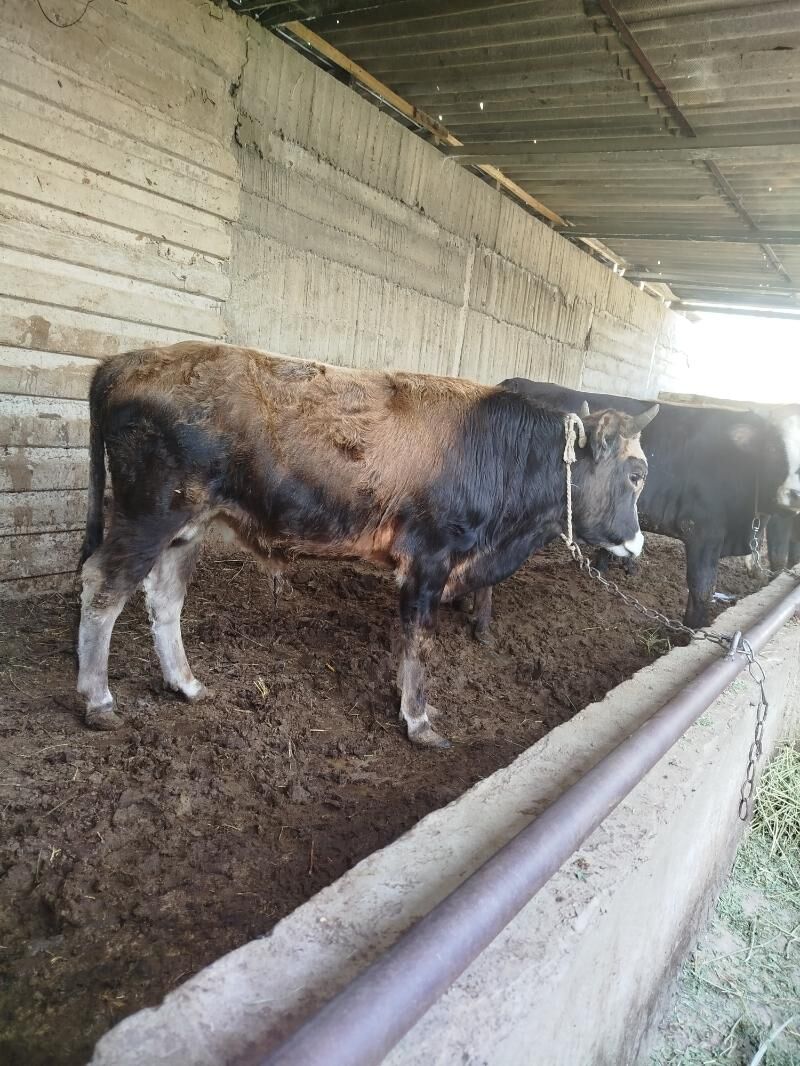 okuz - Гёкдже - img 6