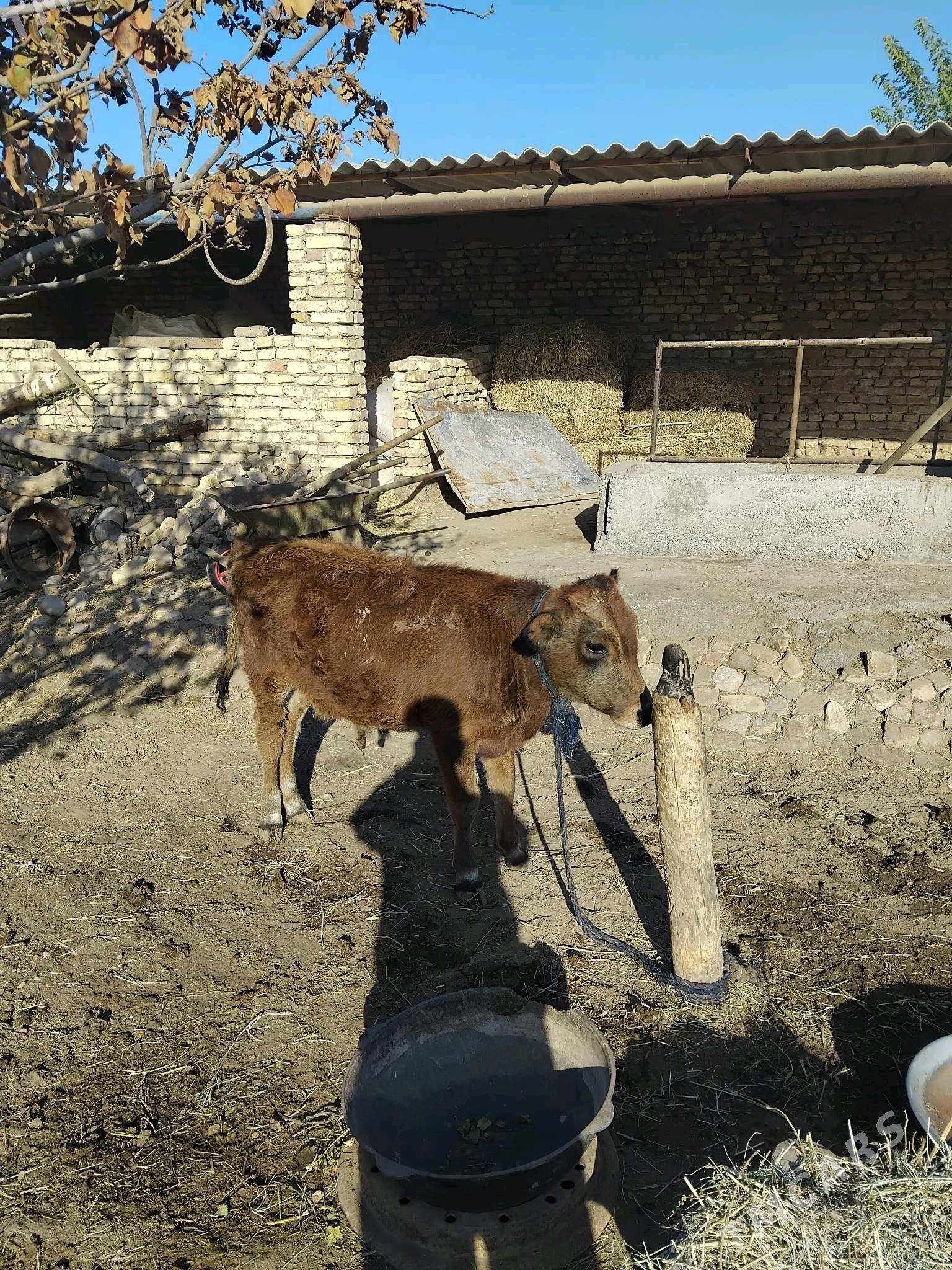 Öküz 2 sany - Бабадайхан - img 3