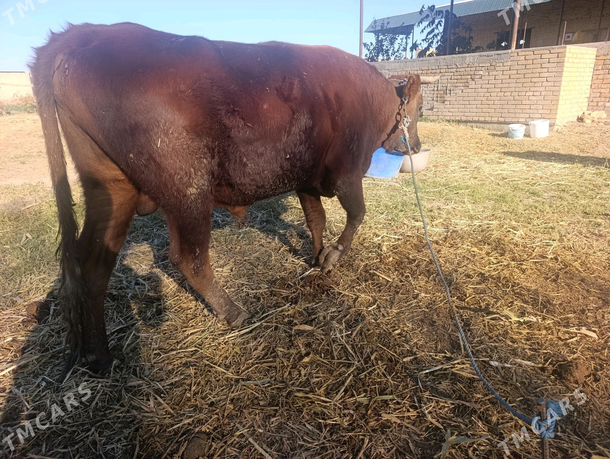 Samiz okuz - Дянев - img 1