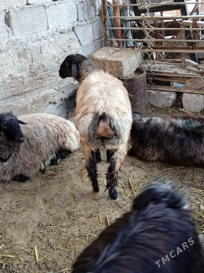 Goyun - Ашхабад - img 3