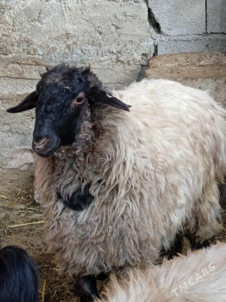 Goyun - Ашхабад - img 1