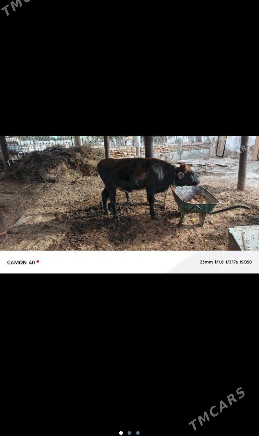 okuzce - Köşi - img 3