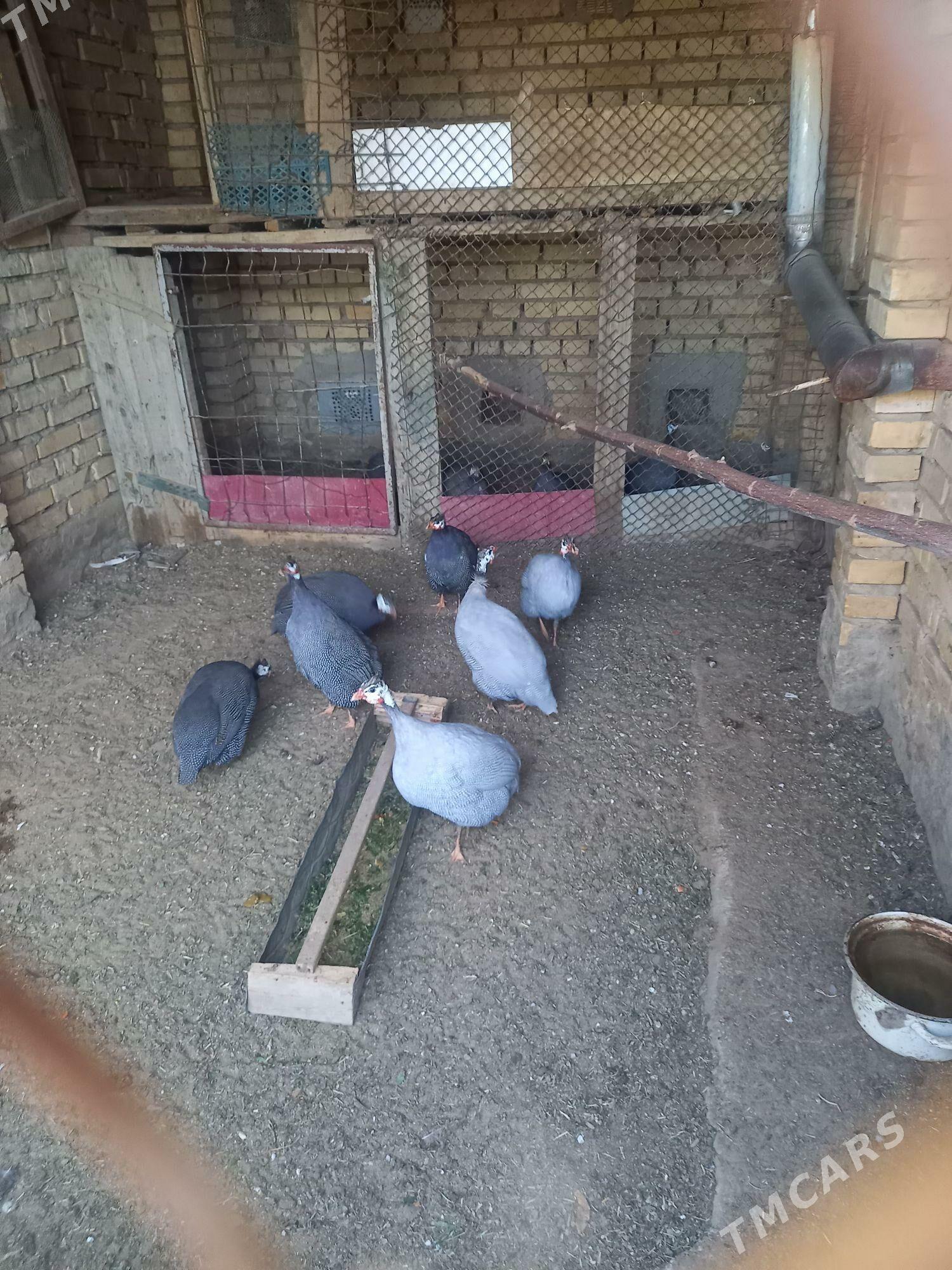 kakilik - Mary - img 2