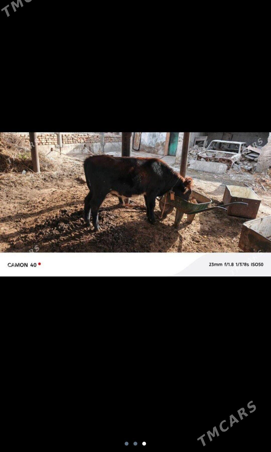 okuzce - Köşi - img 1