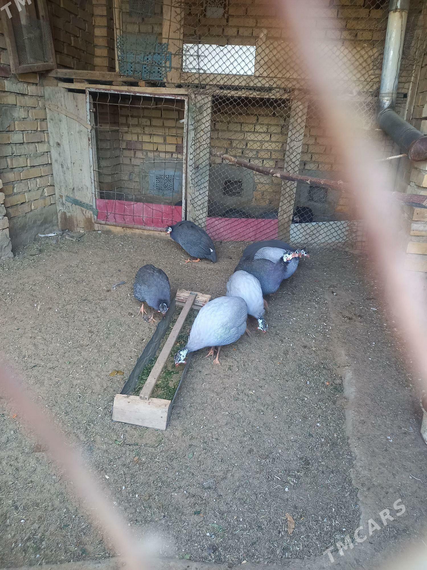 kakilik - Mary - img 1