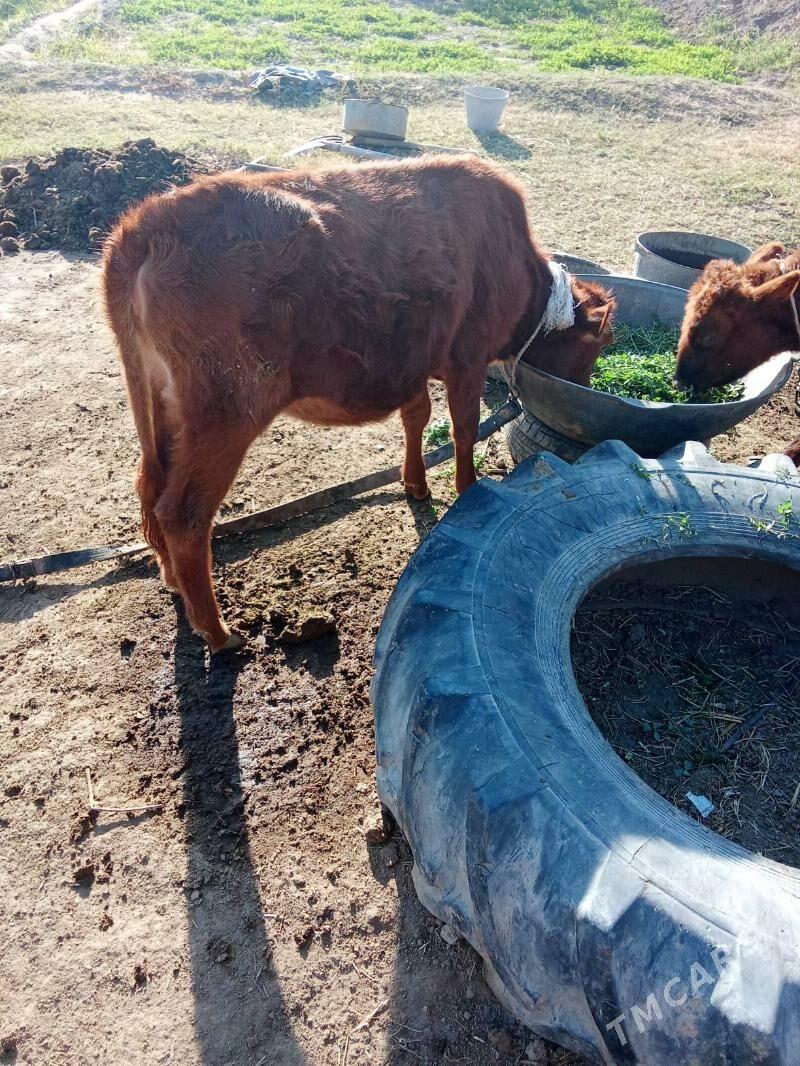 gulajyn göle - Mary - img 1