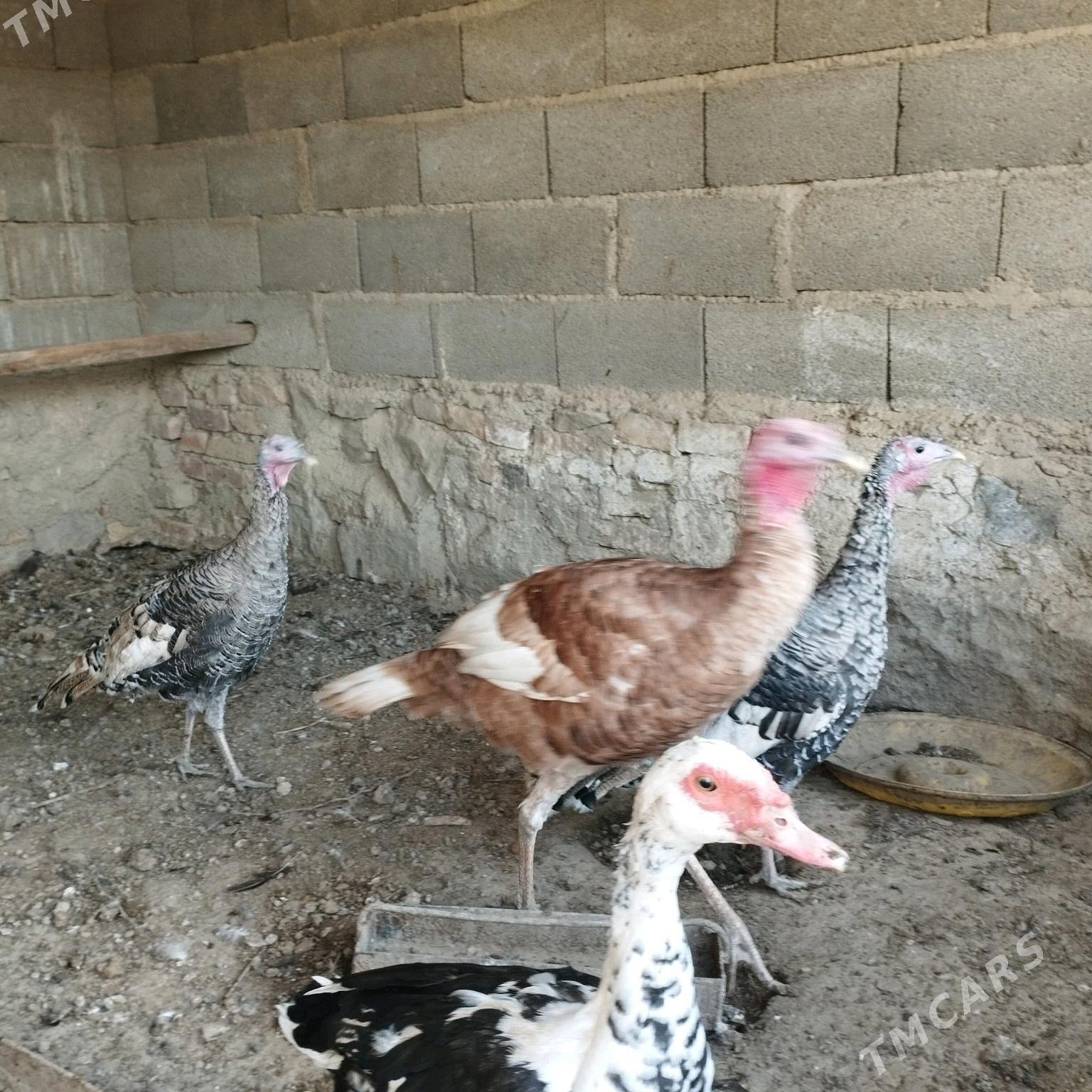 Induk - Bereket - img 2