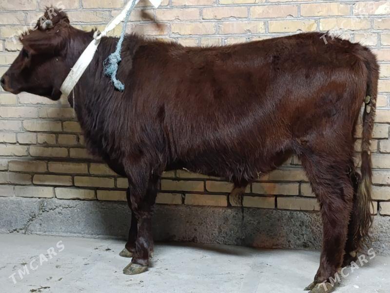 OKUZLER - Туркменабат - img 2