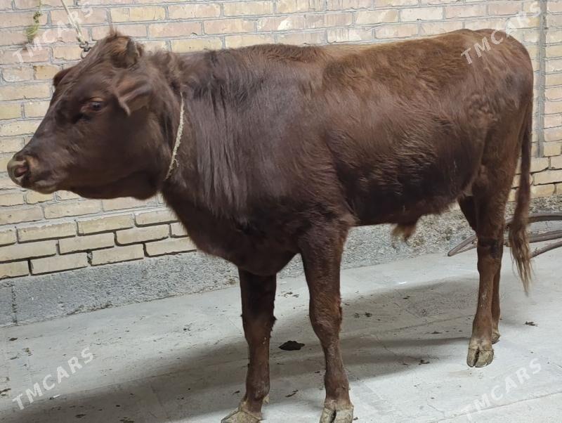 OKUZLER - Туркменабат - img 5