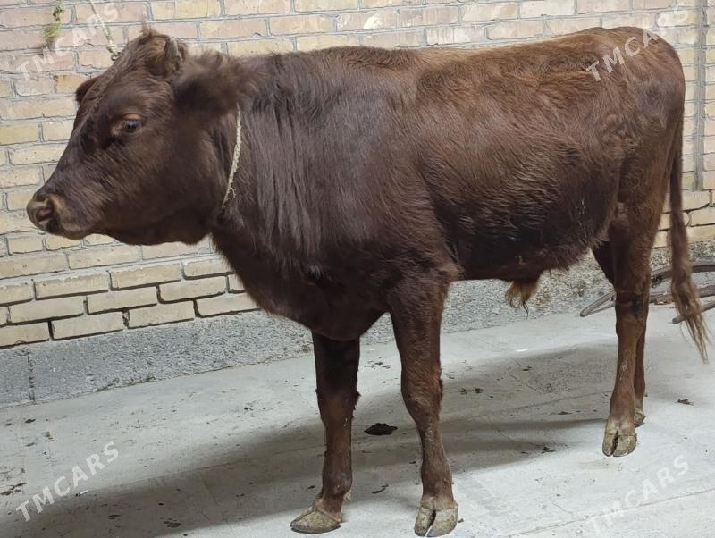 OKUZLER - Туркменабат - img 6