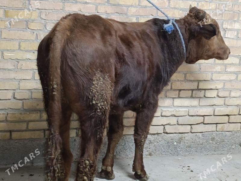 OKUZLER - Туркменабат - img 9