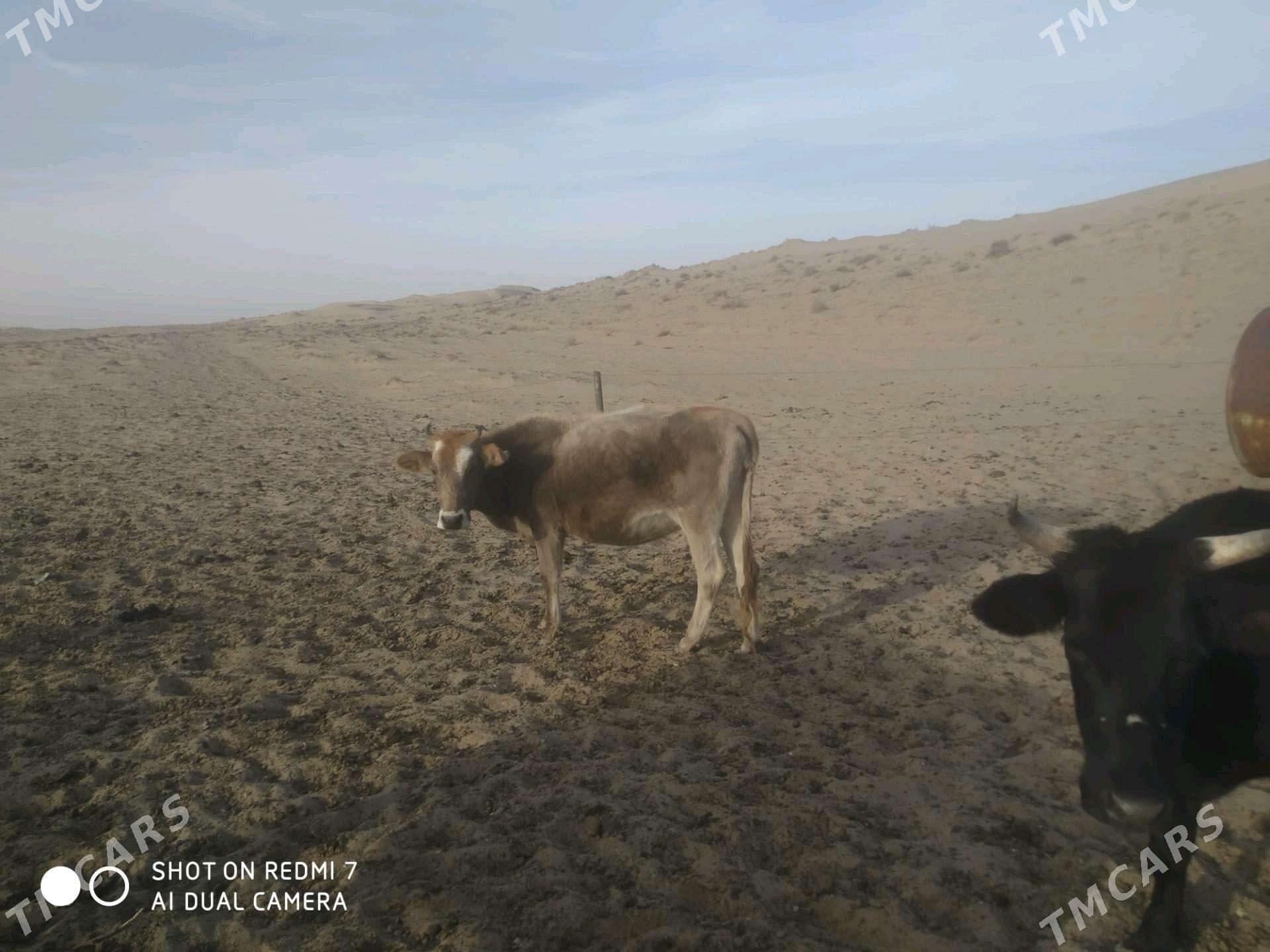 Bogoz sygyrlar - Эсенгулы - img 3