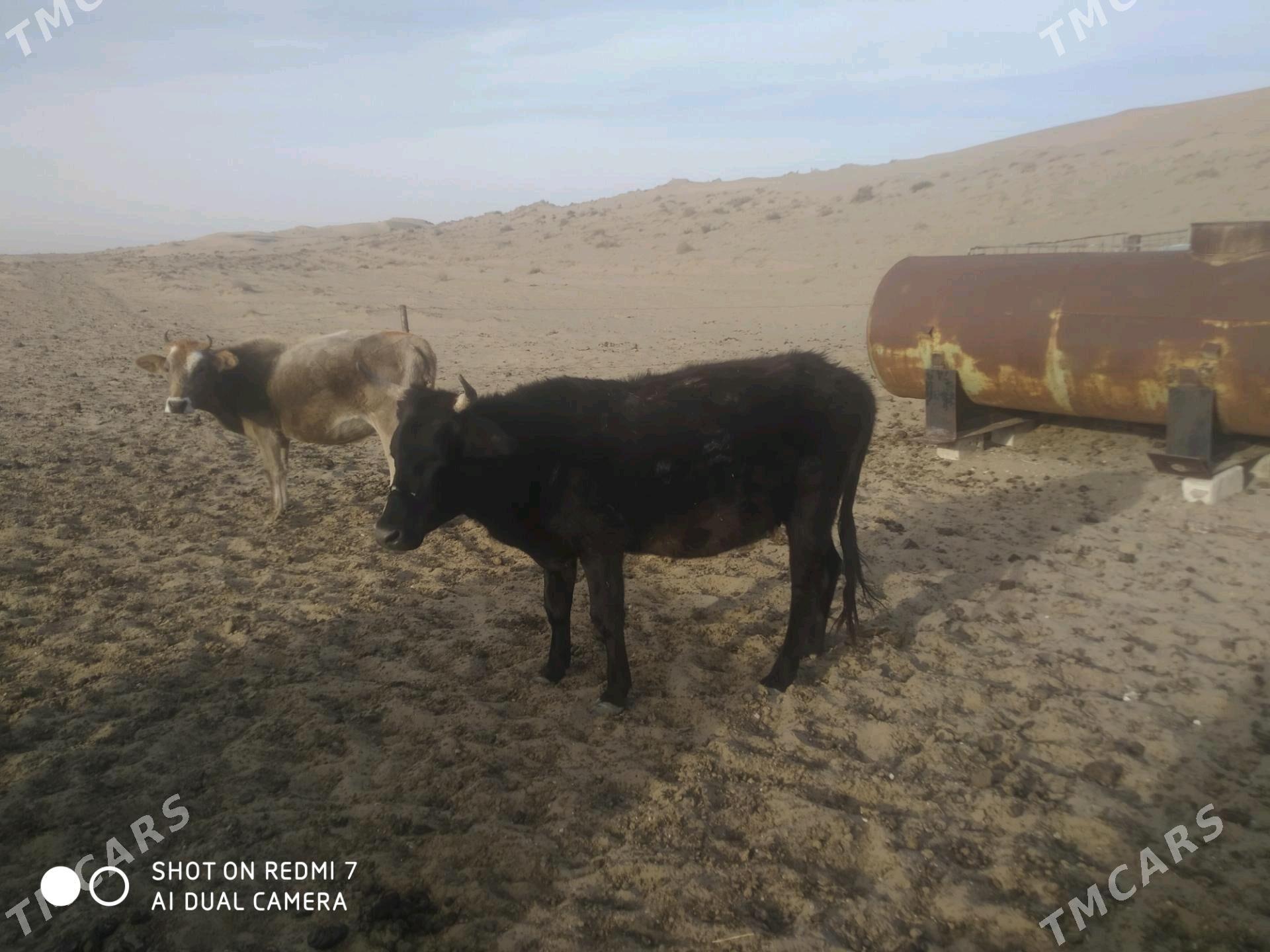 Bogoz sygyrlar - Эсенгулы - img 6