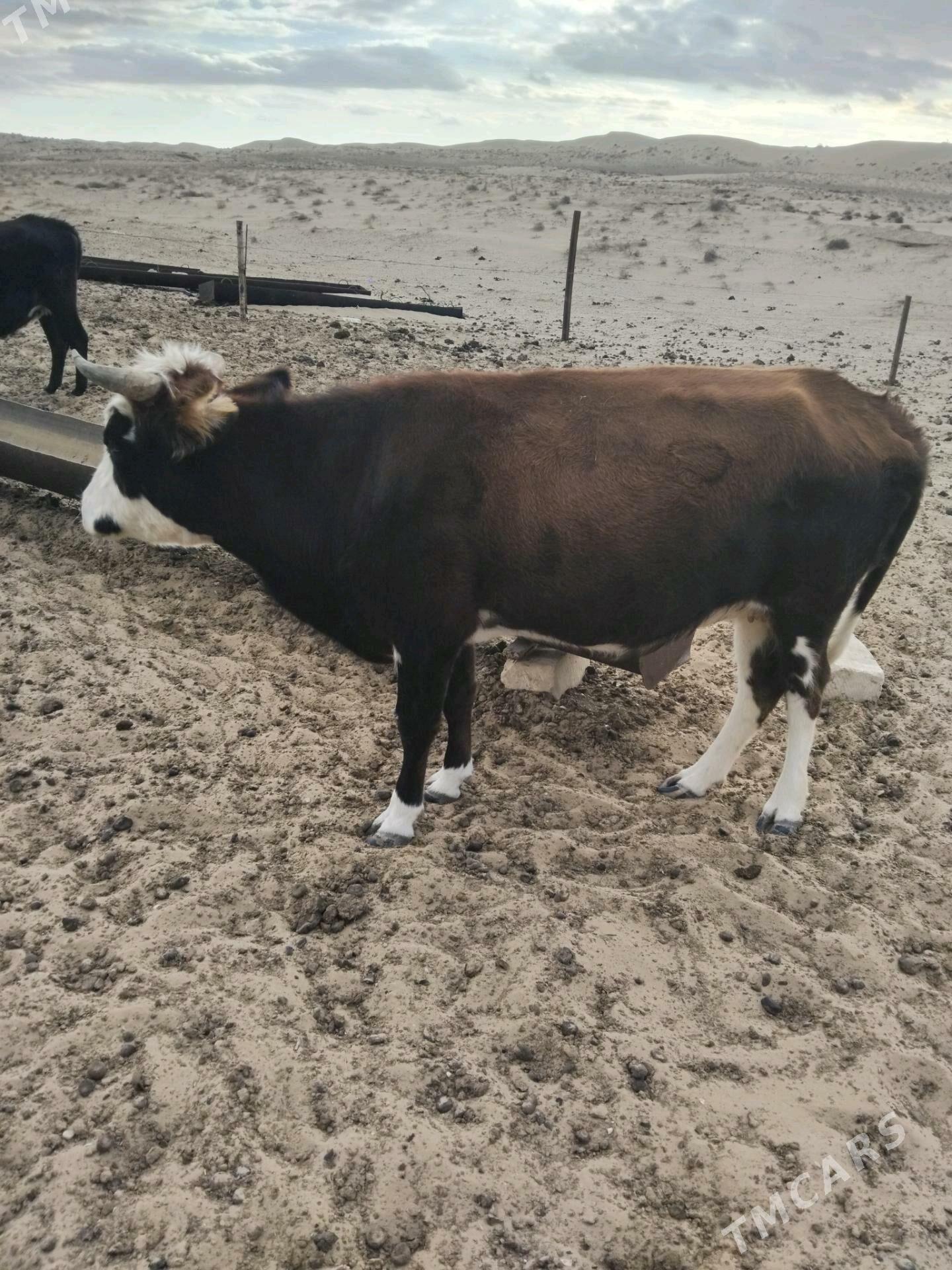 Bogoz sygyrlar - Эсенгулы - img 2