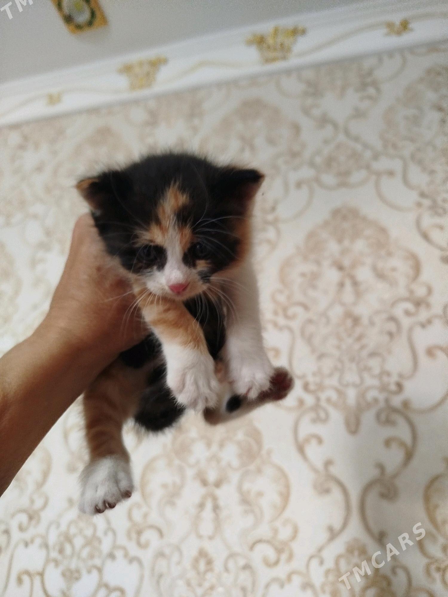 В добрые руки - Aşgabat - img 1