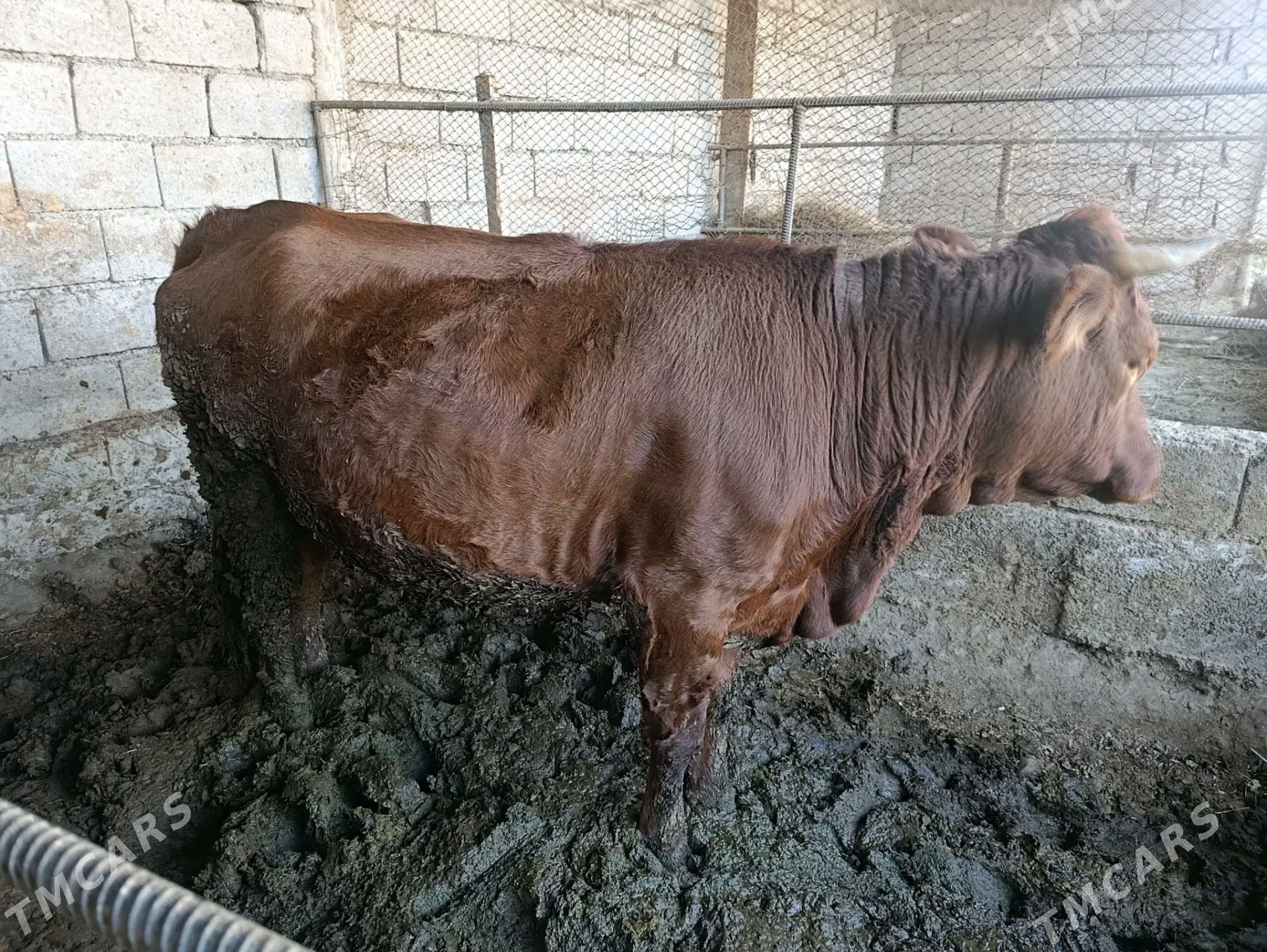 okuz - Bagyr - img 1