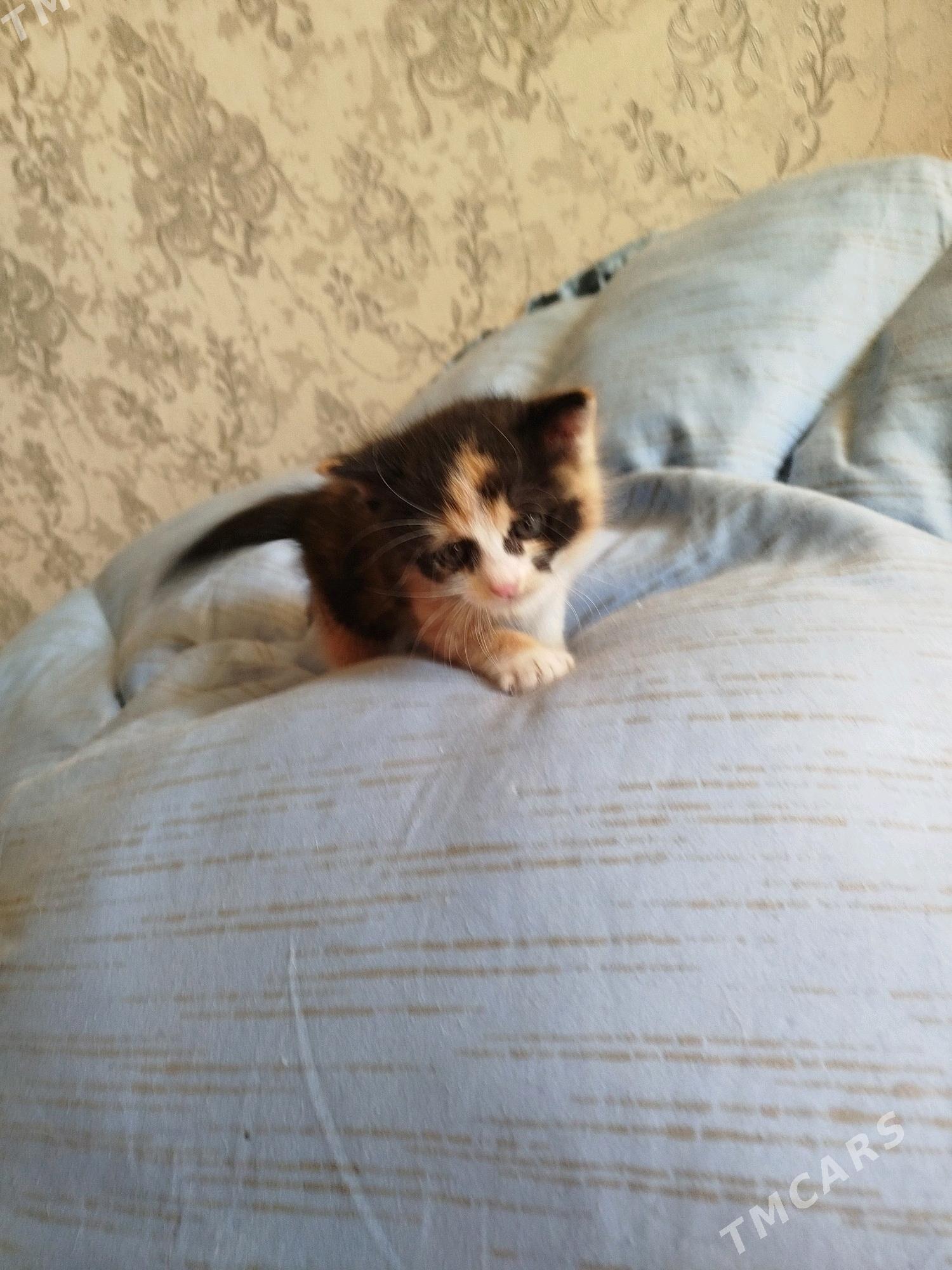 В добрые руки - Aşgabat - img 3