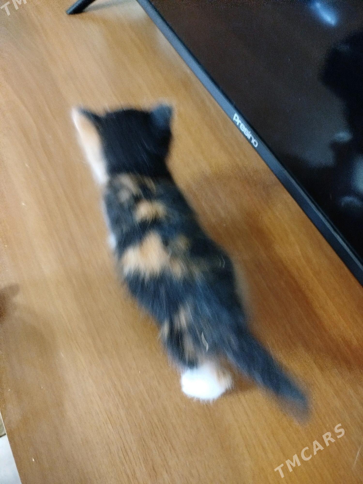 В добрые руки - Aşgabat - img 4