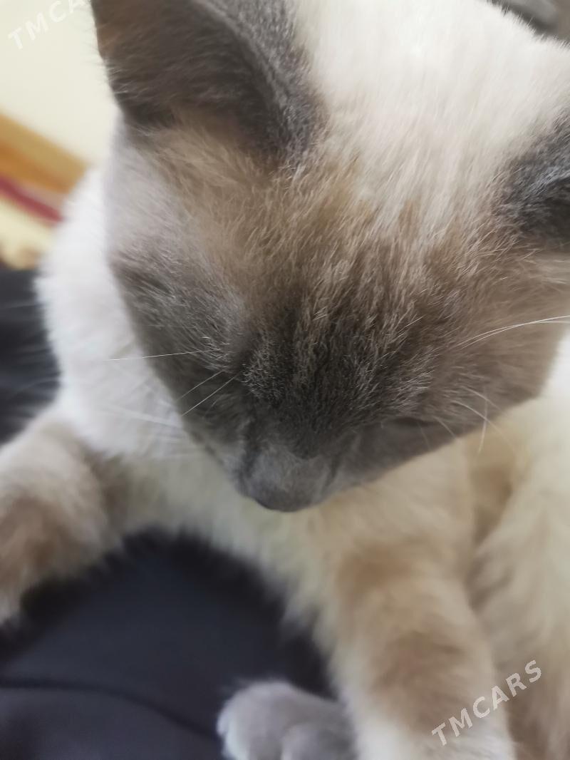 Siýamskaýa paroda - Aşgabat - img 4