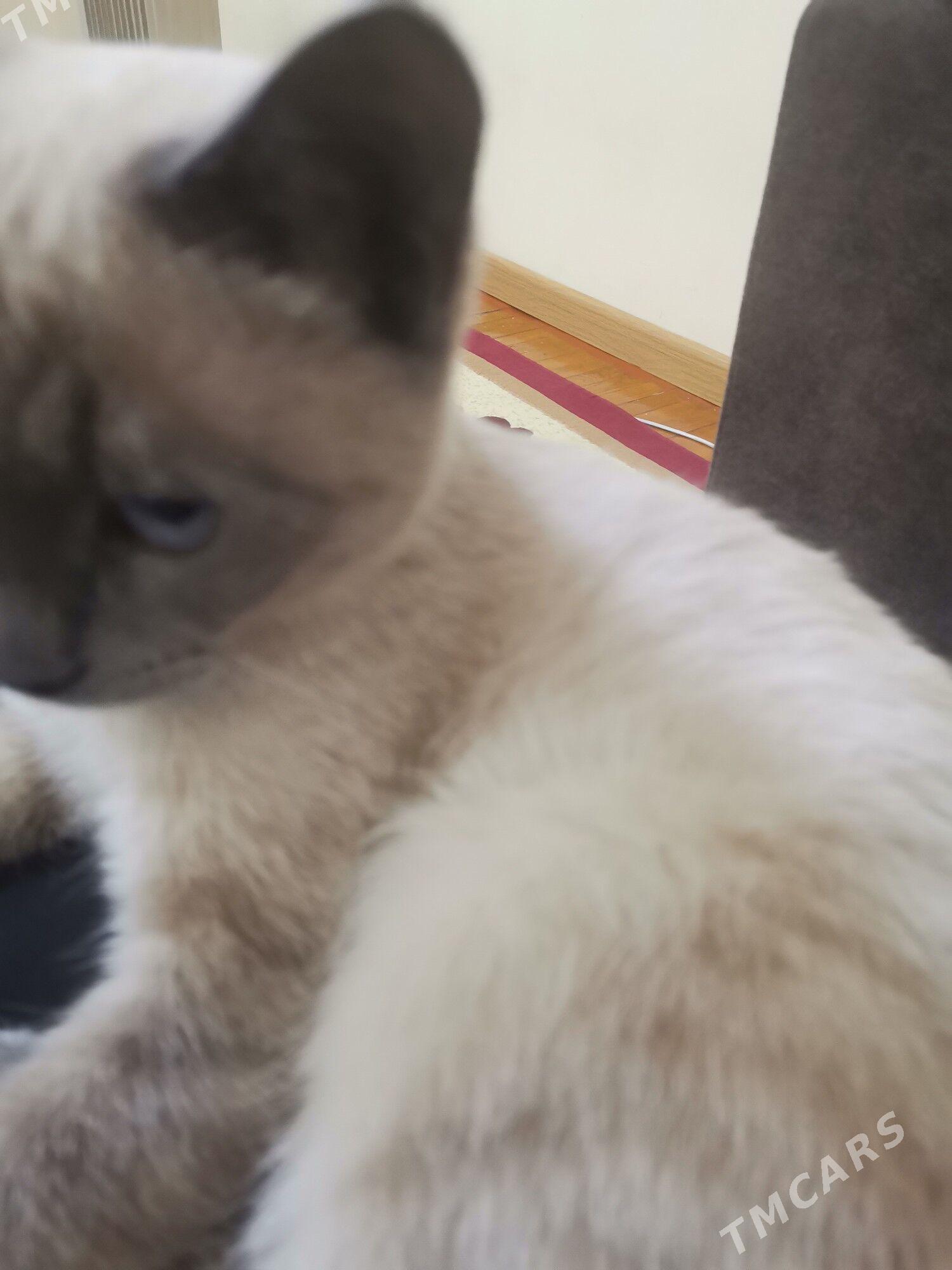 Siýamskaýa paroda - Aşgabat - img 5