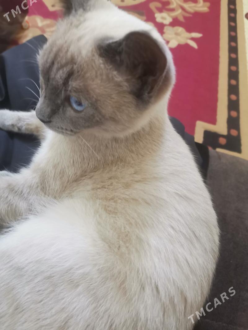 Siýamskaýa paroda - Aşgabat - img 3