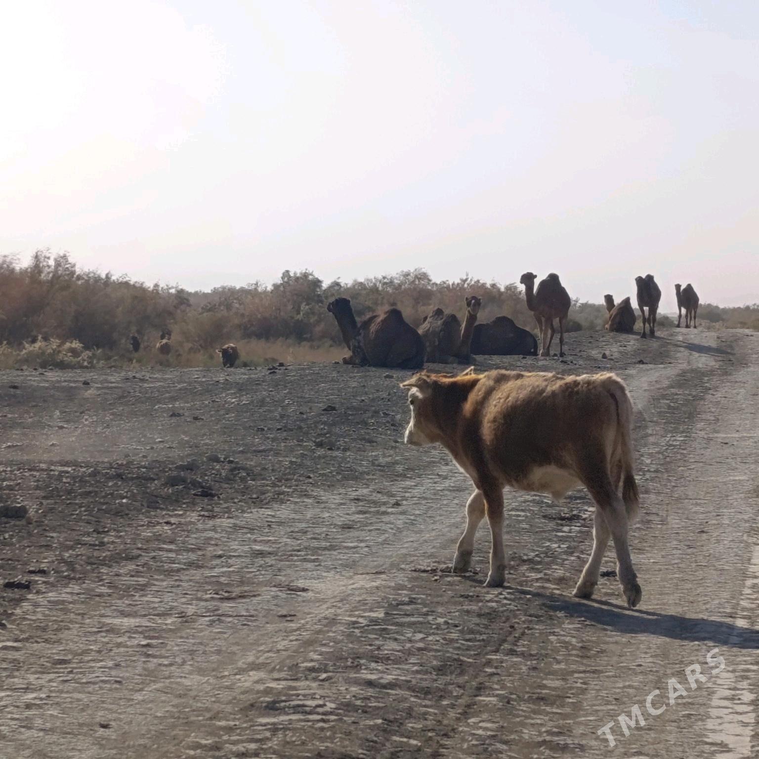 Sygyr - Гызыларбат - img 3