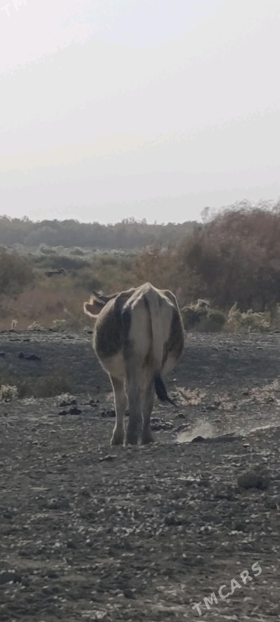 Sygyr - Гызыларбат - img 2