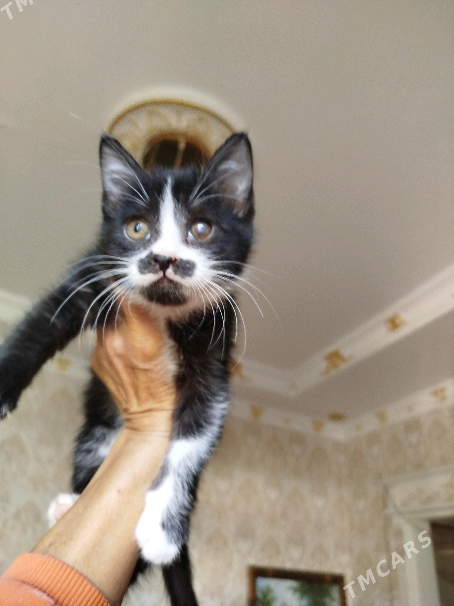 В самое доброе сердце - Aşgabat - img 1