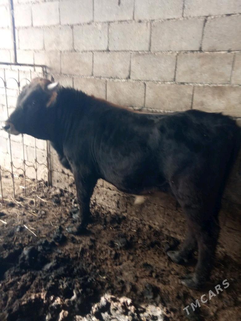 öküz - Büzmeýin - img 3