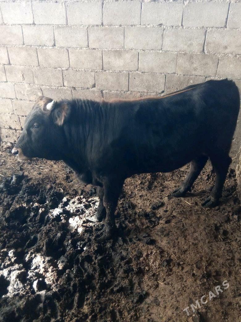 öküz - Büzmeýin - img 2