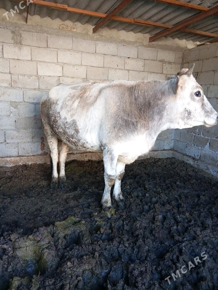 bakylan sygyr - Гёкдепе - img 2