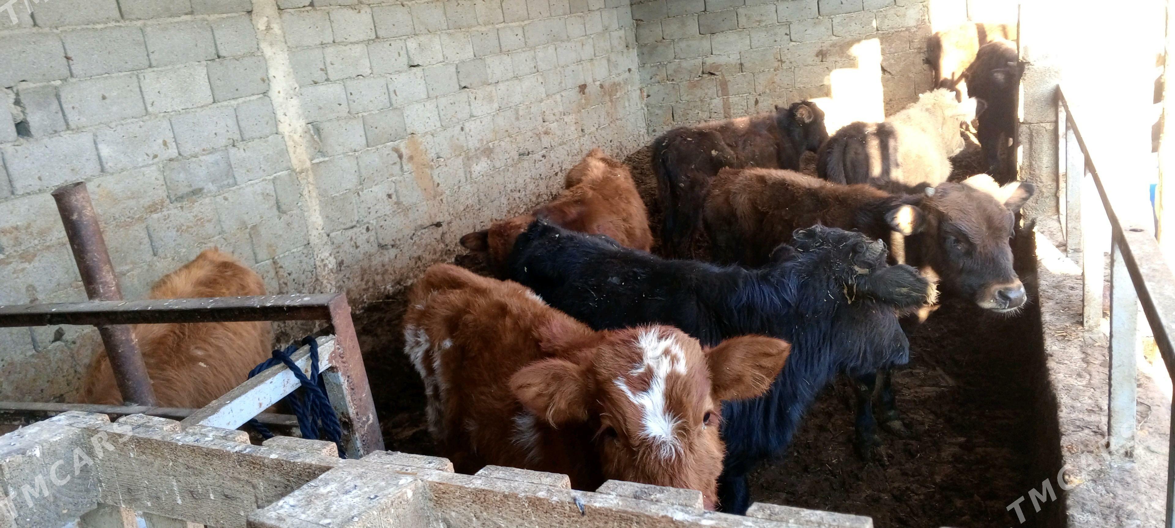 öküz - Gökdepe - img 3