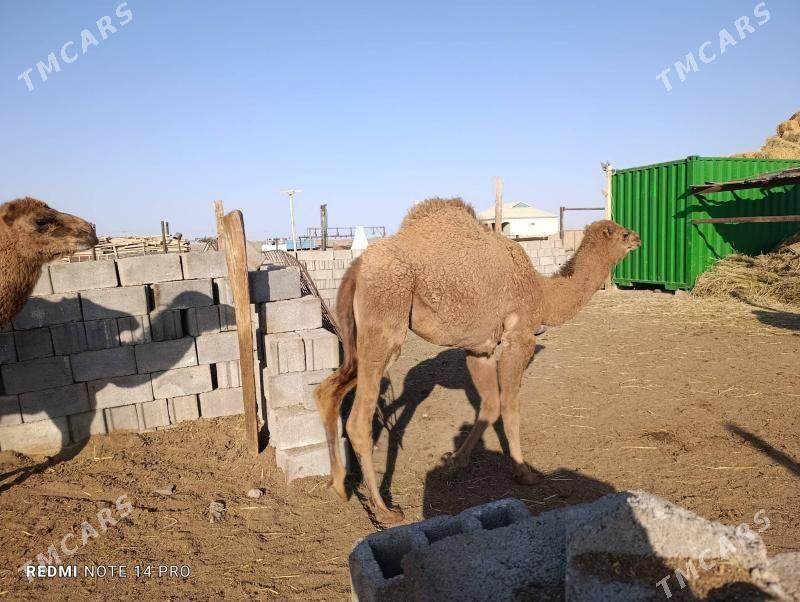 torumlar - Esenguly - img 3