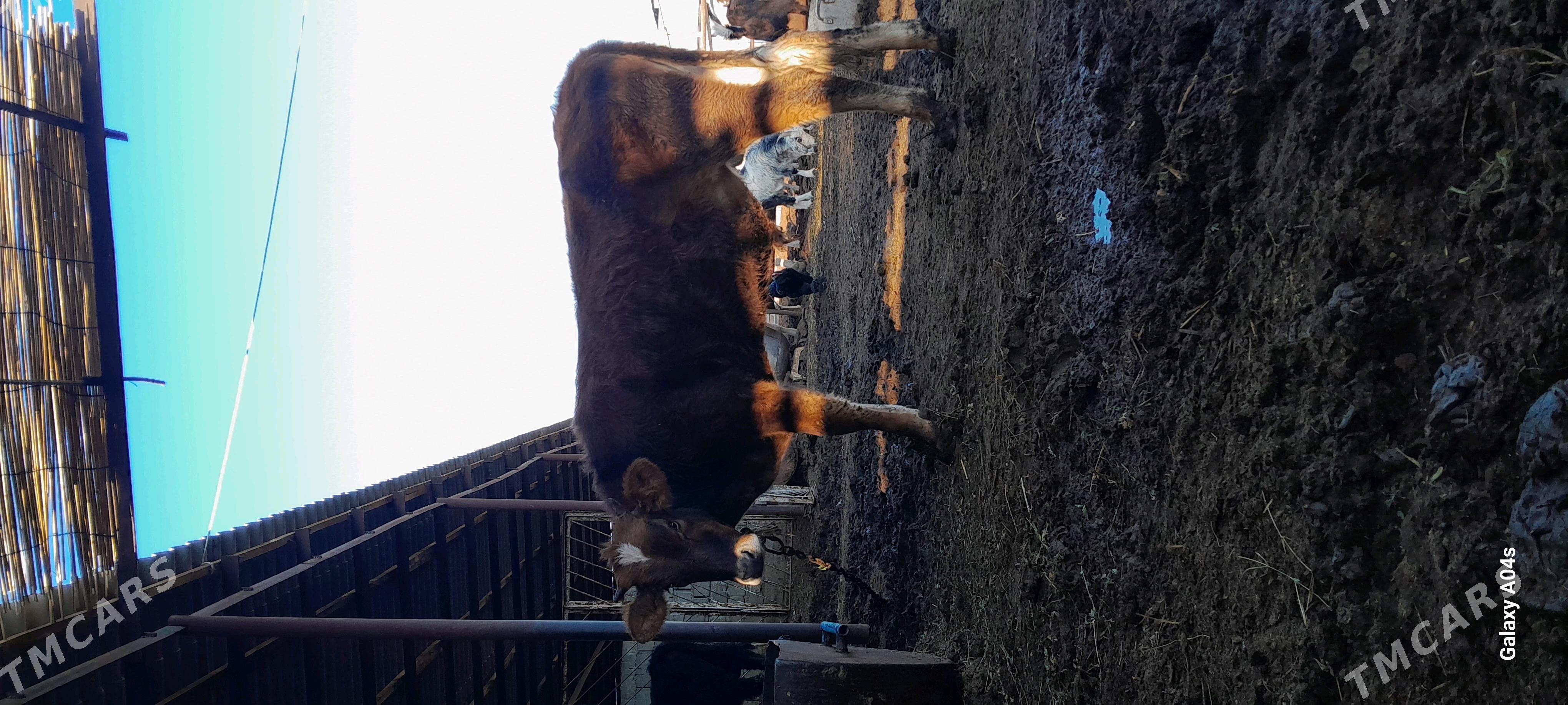 BAKYLYPDURAN BICIK ÖKÜZ - Gökdepe - img 2