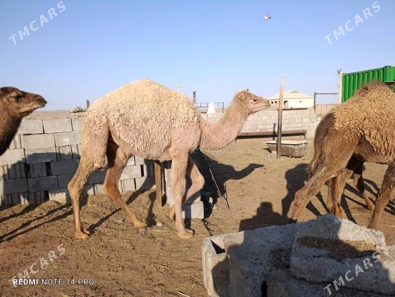 torumlar - Esenguly - img 2