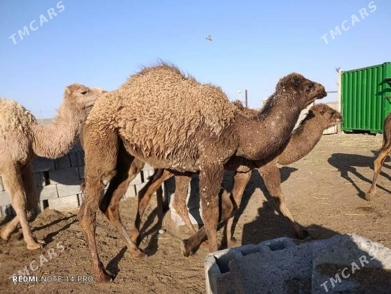 torumlar - Esenguly - img 1