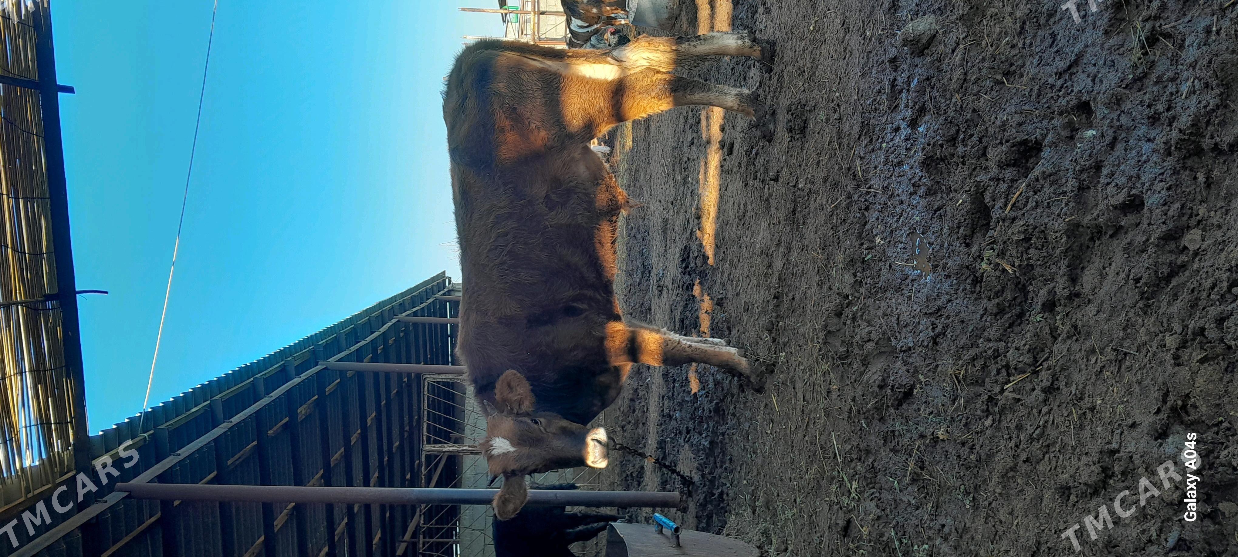 BAKYLYPDURAN BICIK ÖKÜZ - Gökdepe - img 1