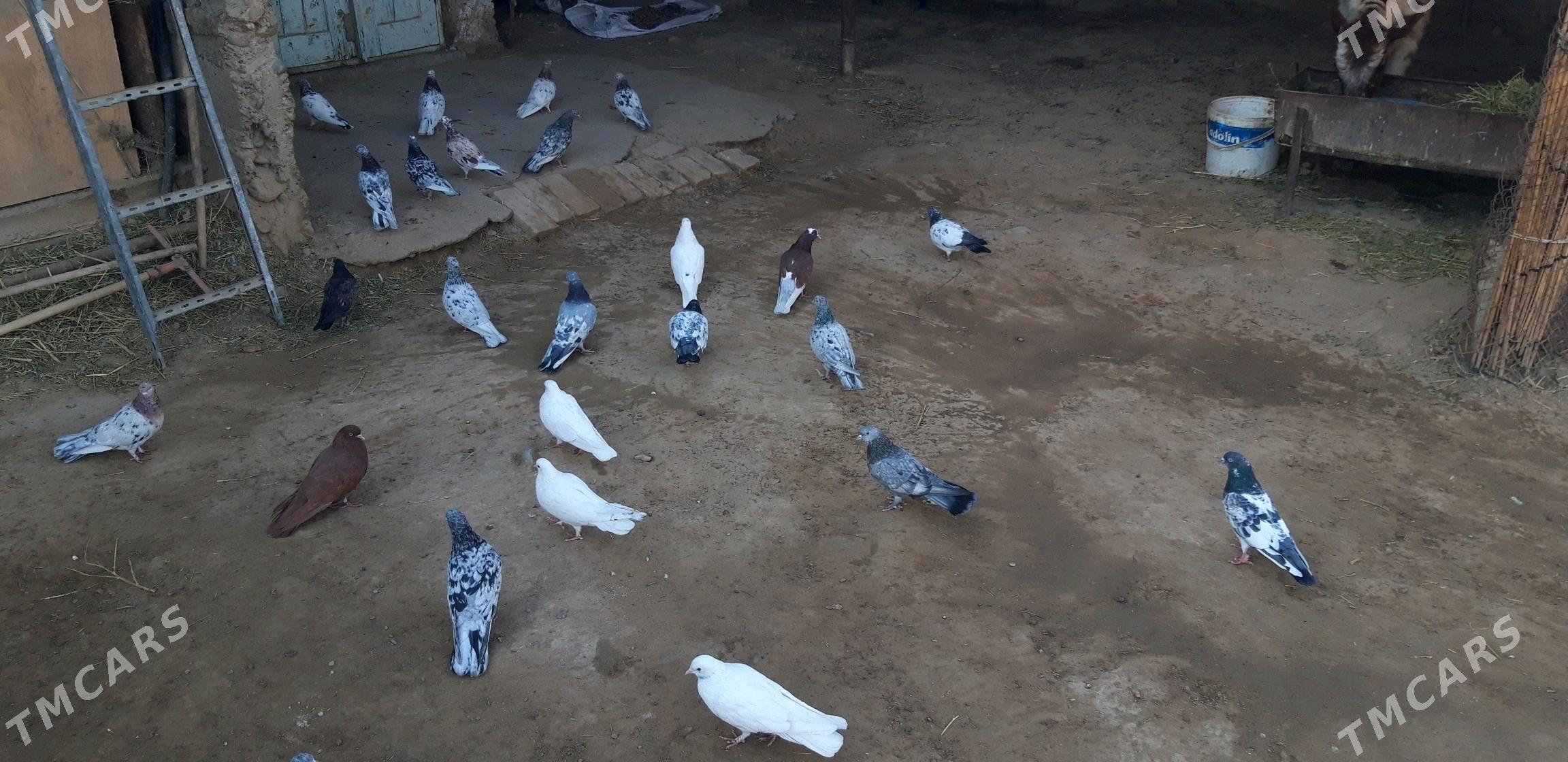 Kepderi myramyrlar - Ak bugdaý etraby - img 3