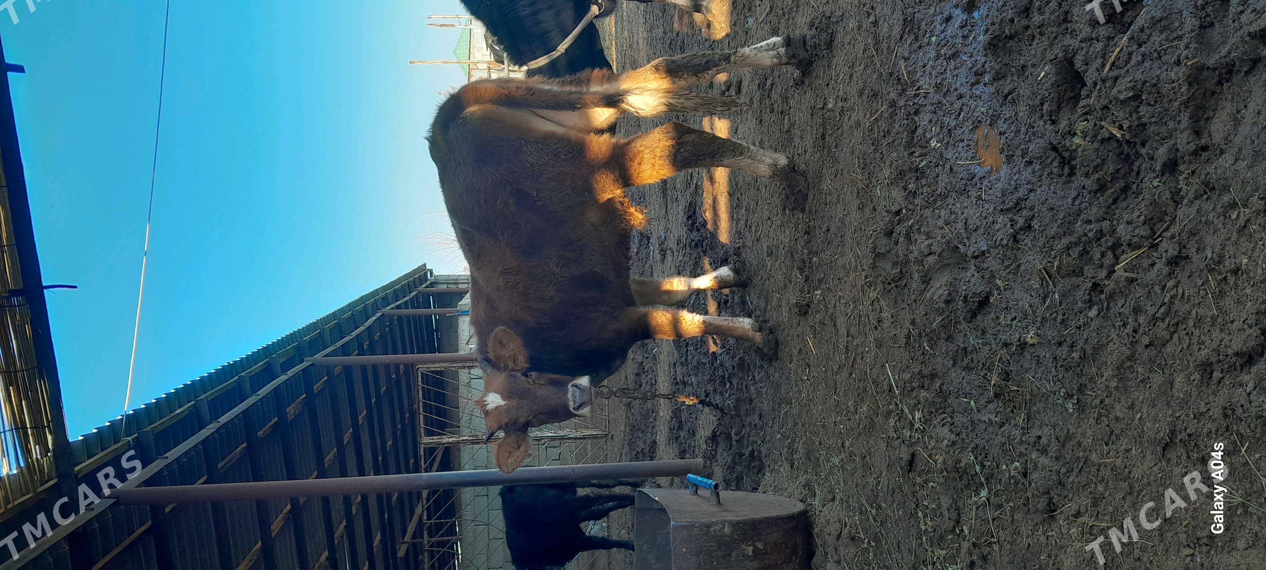 BAKYLYPDURAN BICIK ÖKÜZ - Gökdepe - img 4