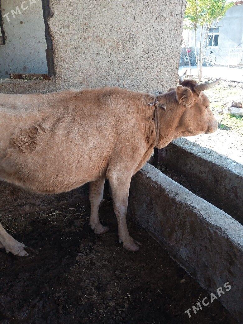 sygyr bogaz - Теджен - img 3