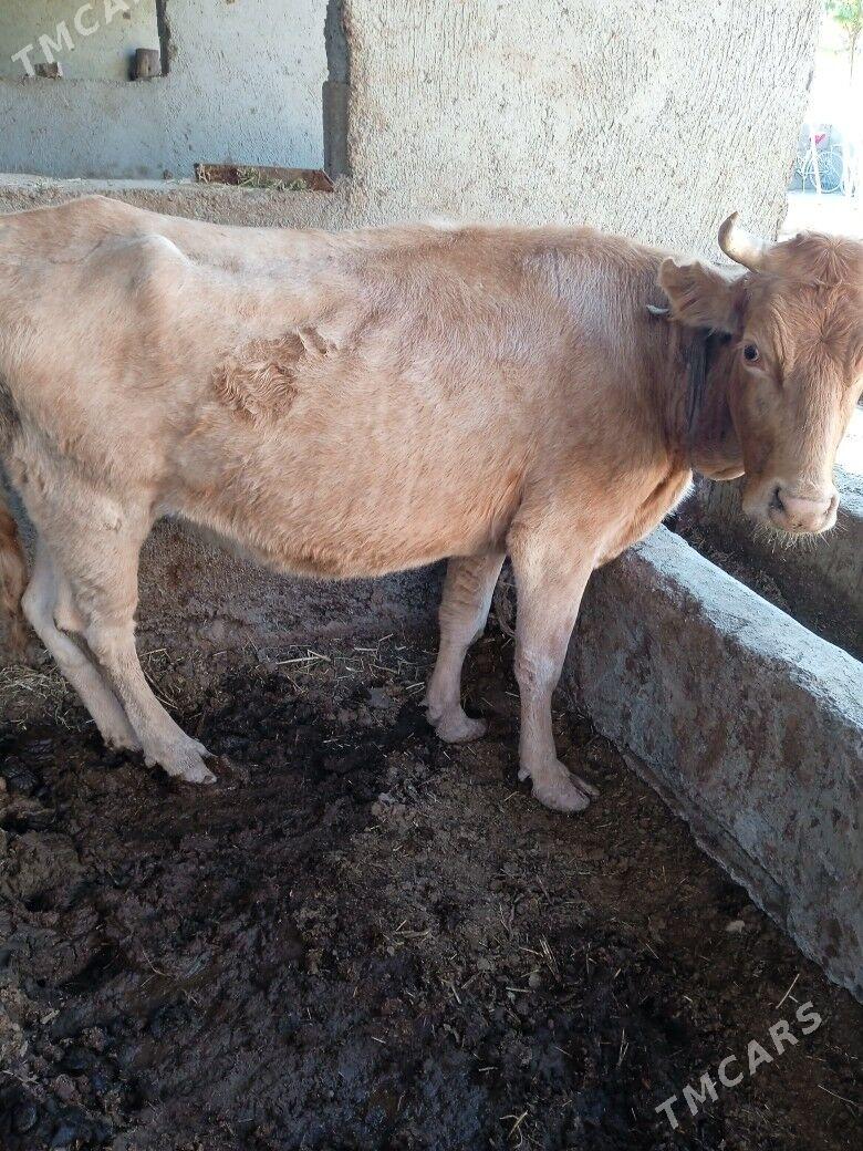 sygyr bogaz - Теджен - img 1